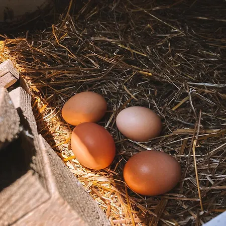 Tente de luxe Garden - Glamping 25min De Lisboa Montijo